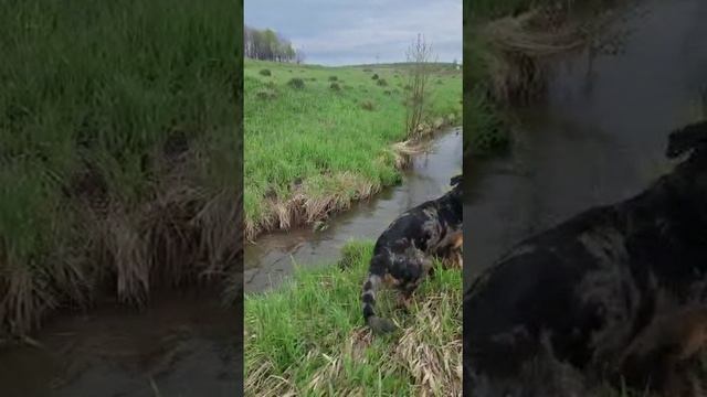 Штурмуем реку!?? Плавательный сезон открыт! Питомник StarArk.