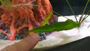 Результат эксперимента с растениями из теплички.