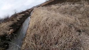 ПЫТАЮСЬ ПОЙМАТЬ ЩУКУ РУКАМИ//КУЧА ЩУКИ В РУЧЬЕ//ЛОВЛЯ ЩУКИ В МАЛЕНЬКОМ РУЧЬЕ!