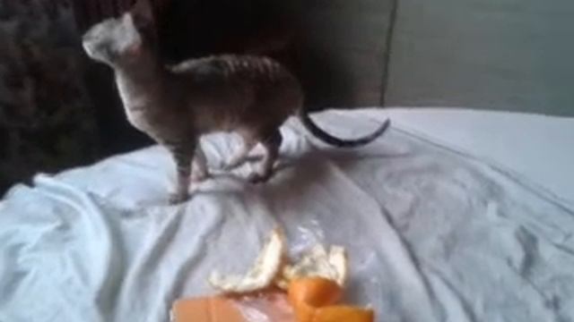 Шуша и апельсиновые корки смотреть онлайн