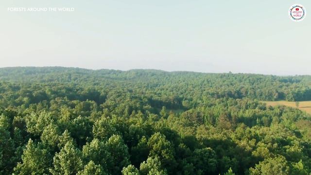 FORESTS AROUND THE WORLD WITH SOOTHING & RELAXING MUSIC смотреть онлайн