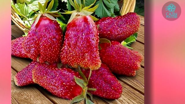 Рассада земклуники Купчиха