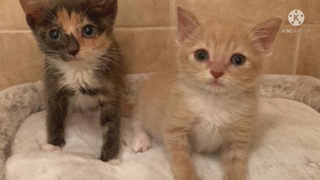 Хрупкий котенок пищал от страха, и искал свою сестру смотреть онлайн