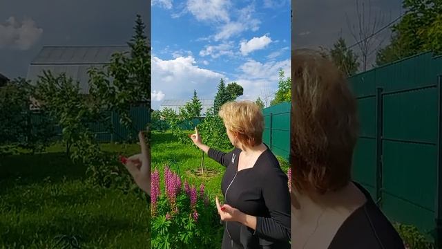 Можно ли строить сарай вплотную к забору соседа? Ответ здесь! смотреть онлайн