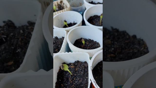 Dwarf Sunflower blooms in 2 months! 🌻🌻🌻