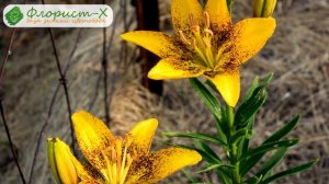 ? Лилии после цветения, хранение луковиц лилий