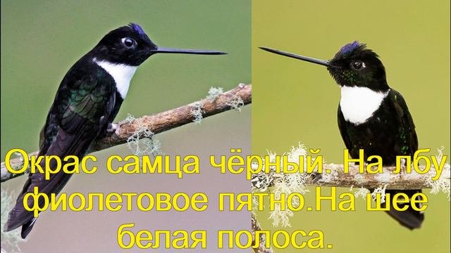 Колибри.  Виды колибри.  Часть 2