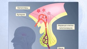 Гипоталамо-гипофизарная система. Анатомия человека