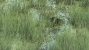 Охота с немецкой овчаркой на утку