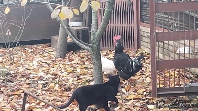 Славянск.11.11.22. Провинциальные истории. Хороший день. смотреть онлайн