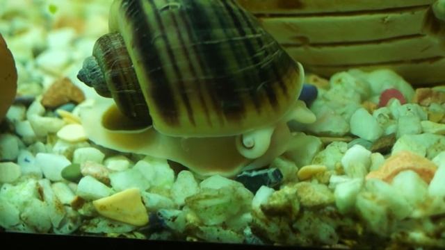 Ампулярии смотреть онлайн