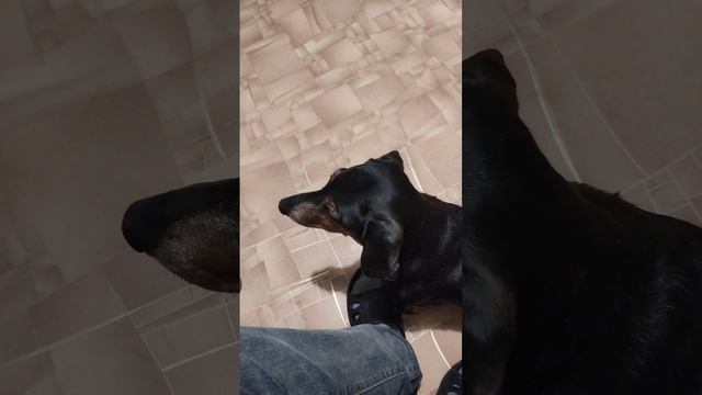 Кормлю таксу перед работой смотреть онлайн