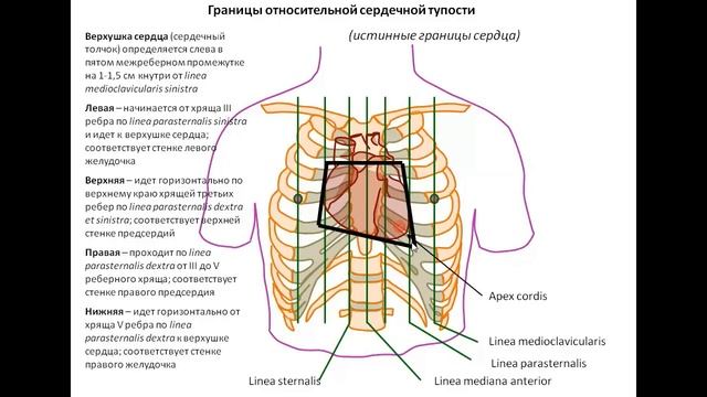 Топография сердца