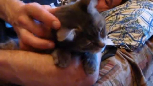 тонкий хвост на любимой попе смотреть онлайн