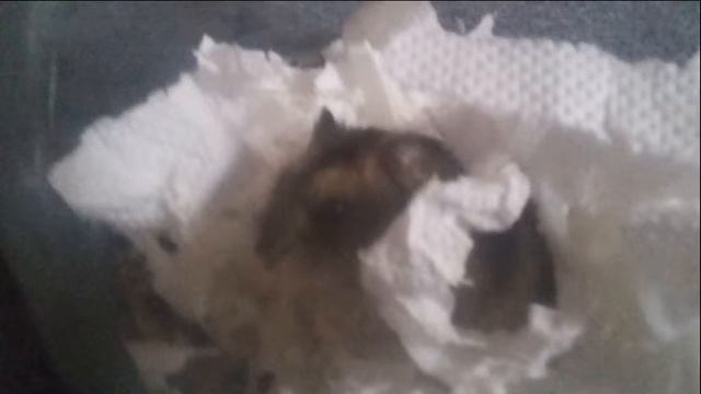 Голоса Мышки и Мышонка смотреть онлайн