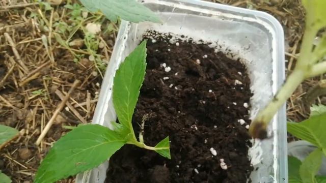 Укоренились ли черенки крупнолистной гортензии?