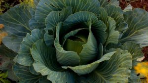 КОЧАНЫ ЗАВЯЖУТСЯ В 10 РАЗ БЫСТРЕЕ ОТ ТАКОЙ ПОДКОРМКИ ДЛЯ КАПУСТЫ.