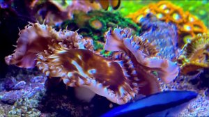 Palythoa Grandis White / Белый грандис