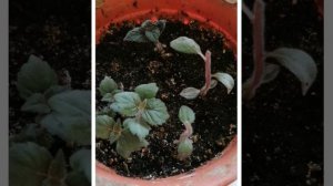 Сажаем ахименесы осенью, чтобы весной просто достать и всё! Зимовка ахименесов в земле - результаты