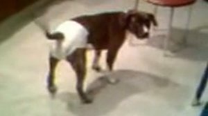 Собака в памперсе