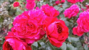 Роза "Рэд Леонардо да Винчи" (Red Leonardo da Vinci)