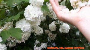 19.06.2022 Посадил и забыл - Калина Бульденеж- мечта садовода
