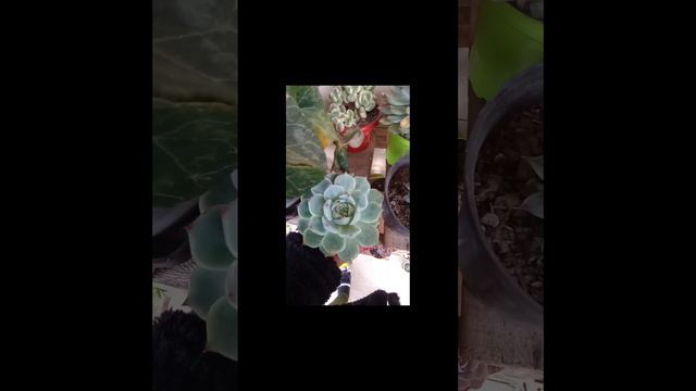 #short Echeveria chihuahuensis❤️❤️❤️ #suculentas #plantas смотреть онлайн