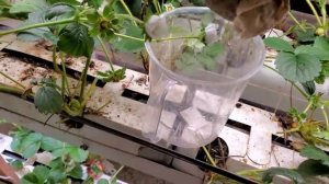 СВОЯ КЛУБНИКА ЗИМОЙ В САРАЕ // СПОСОБЫ ПРОВЕРКИ СУБСТРАТА // РАССАДА УКОРЕНИЛАСЬ В МИН. ВАТУ