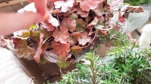 ⭐ ПРИШЛИ НОВЫЕ РАСТЕНИЯ в 2023 году I РАСПАКОВКА ПОСЫЛКИ с ЦВЕТАМИ