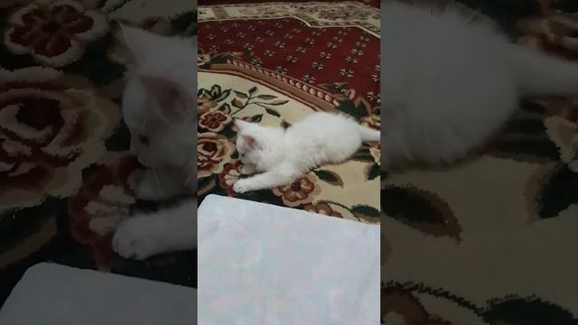 котик турецкая ангора