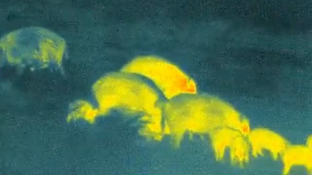 Termowizja Guide 8 смотреть онлайн