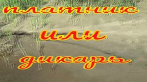Южноуральский водохранилище.Платник или дикарь.