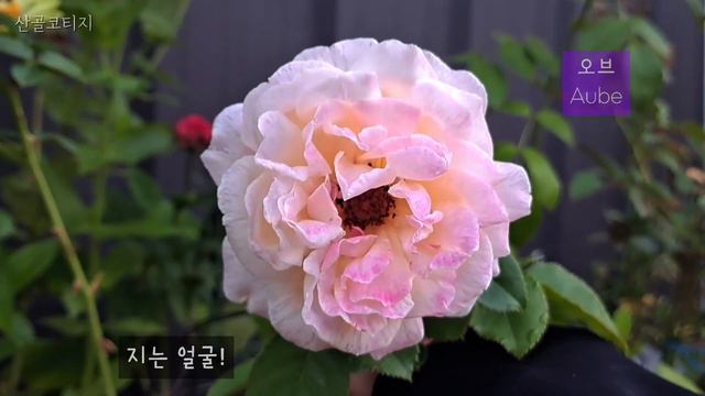 초가을의 정원|장미 노예의 길|약간의 장미개화🌹|바이텍스 2차 개화|농가🏡정원|cottage garden🌼|9월의 정원🌲 смотреть онлайн