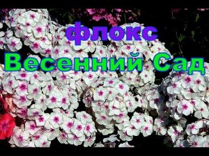 Флокс Весенний Сад