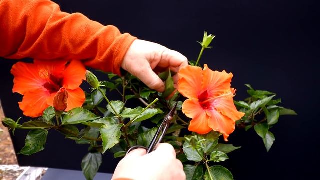 Pruning My Hibiscus Bonsai, The Bonsai Zone, Dec 2021 смотреть онлайн