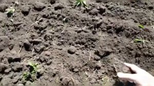 Дисковая борона АГЛ-7,5