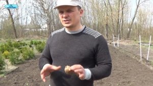 Урожай картошки будет отличным - проверено на практике!!!
