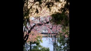 Oppo Find X7 5G Black Unboxing & Hands-On Experience | Dimensity 9300, 16GB + 1TB, 50MP, 64MP!