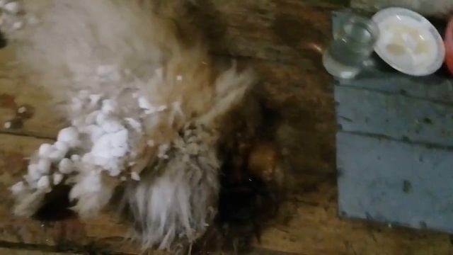 Микки и снежки. ... Козлятушки- ребятушки. смотреть онлайн