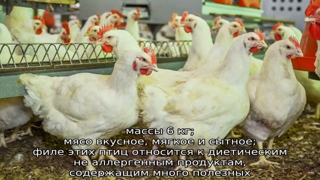 Арбор Айкрес (бройлер) смотреть онлайн