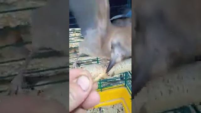 кормление птенца сойки смотреть онлайн