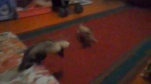 Хорёк и Собака