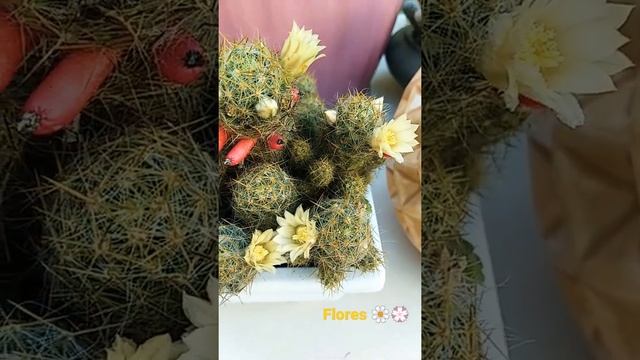 mammillaria plumosa mammillaria prolifera  ????? смотреть онлайн