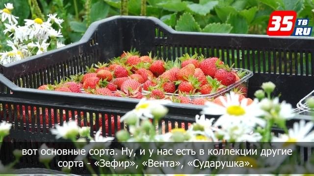В Вологодском округе начался сбор клубники