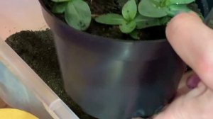 ЭУСТОМА, ВРЕМЯ для ПЕРЕСАДКИ  Как посадить эустому