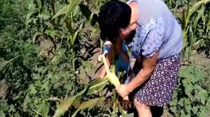 Как растет кукуруза