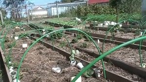 Как обновить старую клубнику осенью // Секреты хороших урожаев.