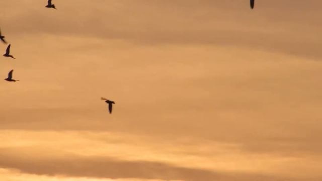 Canon PowerShot SX510 HS 12.1 MP CMOS Digital Camera Review смотреть онлайн