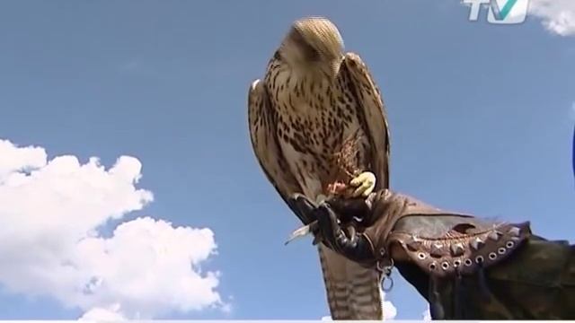 Как воюют с чайками в аэропорту "Пулково" смотреть онлайн