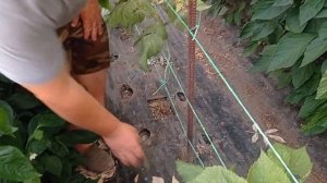 Малина Амира и перец в балагане